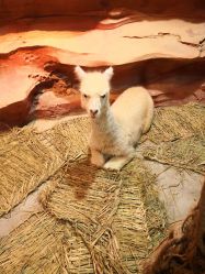 -酷嗒动物文化乐园(cutezoo西溪乐天城店)