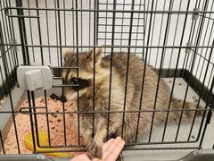 -浣熊柯尔鸭土拨鼠·电玩咖