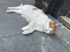 -宠福鑫动物医院(立水桥分院)