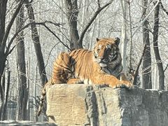 -秦皇岛野生动物园
