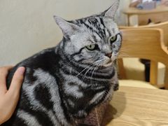 -藏猫猫咖啡主题馆(中央大道店)
