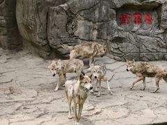 -常州淹城野生动物世界