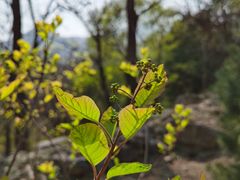 -阳台山自然风景区