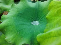 -西湖游船