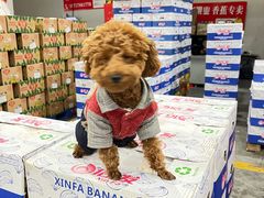 -西郊国际农产品交易中心