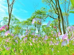 -嘉北郊野公园