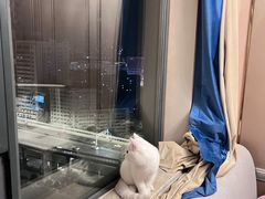-伟伟宠物医院·CT影像中心·瑞派犬猫综合性门诊(汉口总院)