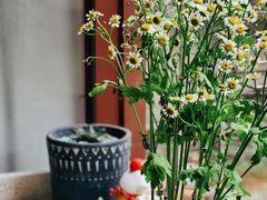 -SANYAY叁言咖啡巧克力