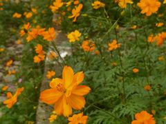 -成都市活水公园