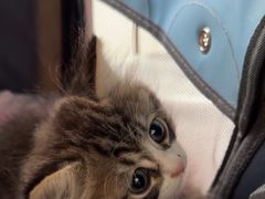 -中农国际动物医院24小时·猫科·骨科·急重症中心