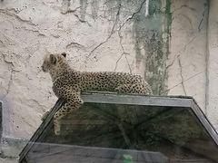 -上海野生动物园