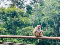 -西双版纳原始森林公园