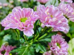 -何兮花店·气球派对鲜花店(马桥银春路万科城店)
