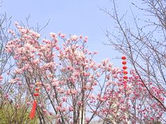 -武汉园博园(武汉自然博物馆)