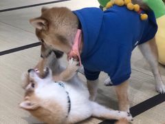 -逗柴咖啡屋·狗咖猫咖宠物桌游