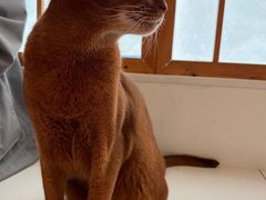 -Let's go狗咖·猫咖·奶狗·桌游(春熙路IFS店)