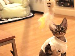 -momokira米努特·德文卷毛猫·棉花面纱犬