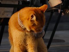 -Again Coffee Roaster(香蜜湖店)