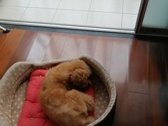 -佳雯宠物医院(四明中路分院)