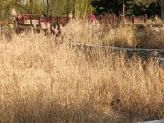 -元大都城垣遗址公园