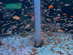 -海合安成都极地海洋公园