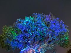 -奥兰多迪士尼动物王国乐园