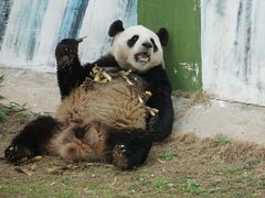 -栾川竹海野生动物园
