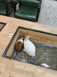 -神奇动物撸宠馆·羊驼·小浣熊·异宠(豫园店)