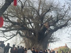 -大槐树寻根祭祖园