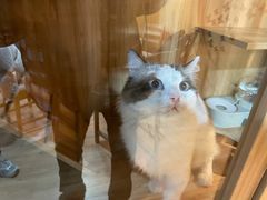 -白兔子密室(长寿路店)