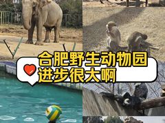-合肥野生动物园