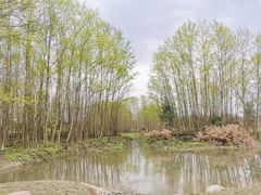 -桤木河湿地公园
