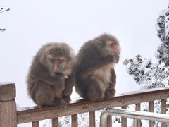 -瓦屋山景区
