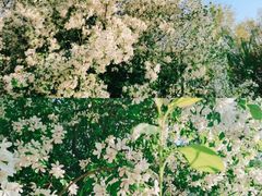 -长白岛森林公园