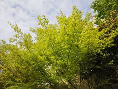 -颐和路民国时期公馆风貌区