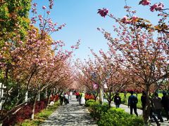 -高东镇樱花园