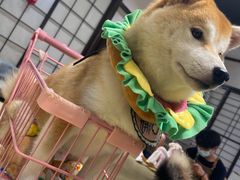 -逗柴咖啡屋·狗咖猫咖宠物桌游