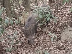 -梧桐山风景名胜区