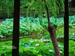 -陈家山荷花公园