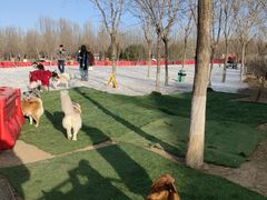 -爪吧宠物乐园 (温榆河示范区店)