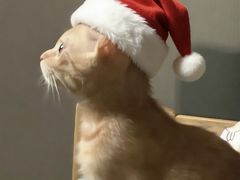 -杨肥肠小火锅(花园店)