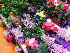 -大自然花鸟鱼虫市场