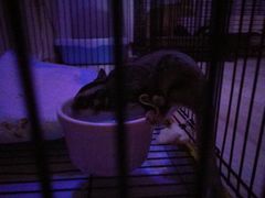 -平行世界·猫咖(首经贸店)