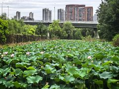 -汉水公园