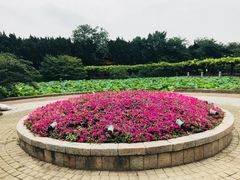 -嘉定紫藤园