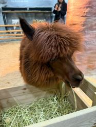 -Zoolung Zoolung动物主题公园(海信广场店)