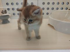 -comecome来吧宠物(奥克斯中心店)