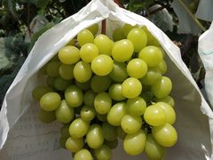 -马陆小张葡萄园农家乐