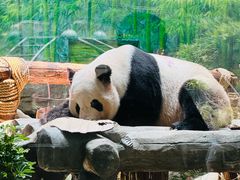 -灵玲国际马戏城