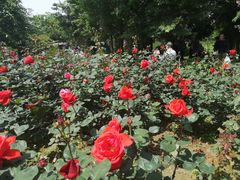 -鹅湖玫瑰文化园